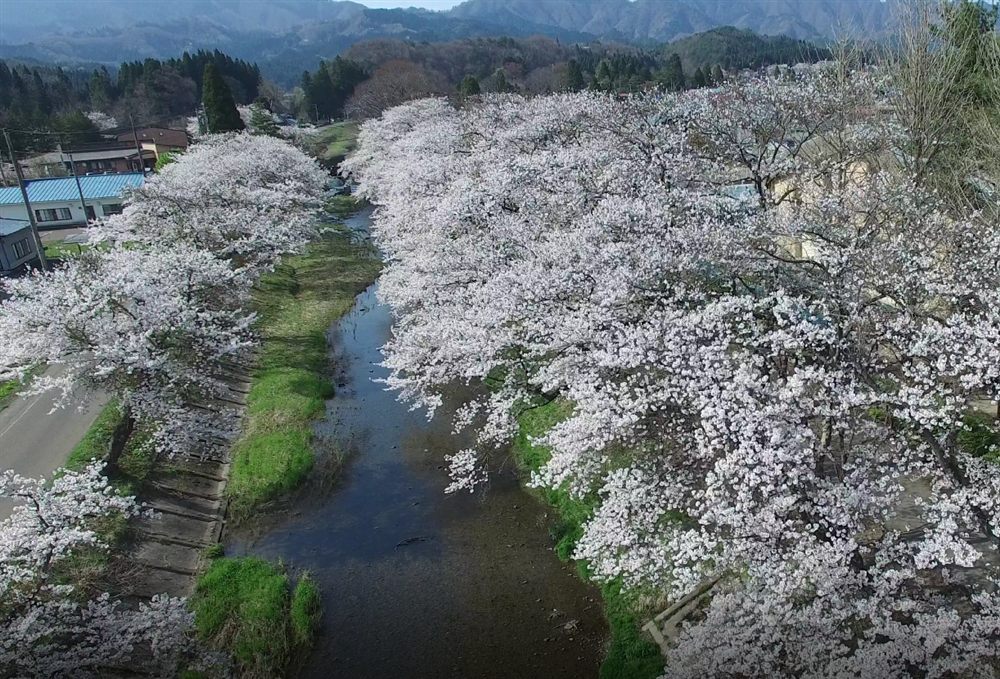 桜の空撮 — Instagramへ